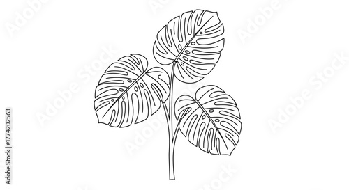 Elegant monstera deliciosa plant illustration exhibiting its bold leaves artwork