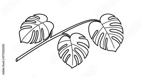 Monstera Deliciosa Branch Outlined Drawing: A Minimalist Design with Three Leaves