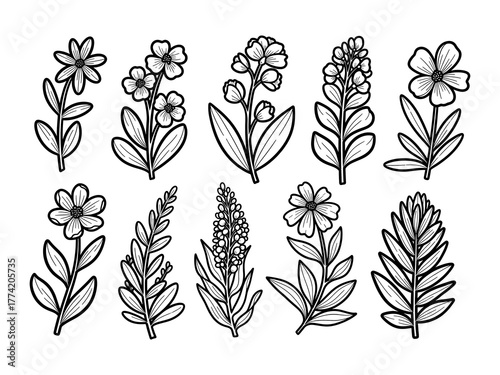 Ten Simple Wildflower Illustrations