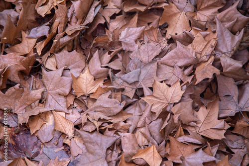 Fotografía Fallen Plane Tree Leaves on the Ground