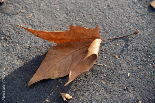 Cuadro en lienzo Plane Tree Leaves (Platanus × acerifolia) — Autumn Texture and Natural Detail