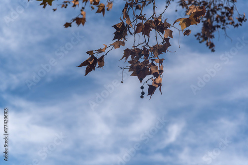 Fotografía Plane Tree Leaves (Platanus × acerifolia) — Autumn Texture and Natural Detail