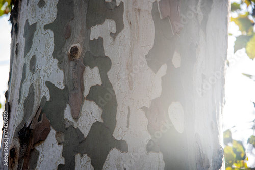 Fotomural Plane Tree Trunk (Platanus × acerifolia) — Natural Bark Texture and Patterns
