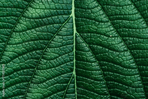 Background from leaves, natural textures of green and yellow leaves.
