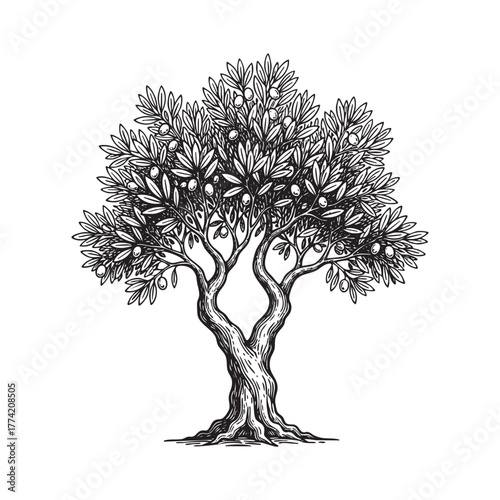 Traditional Olive Tree with Olives Engraving Vector Illustration