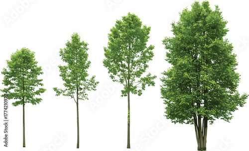 A collection of four individual green deciduous trees showcasing various stages of growth, from young saplings to fully mature specimens, perfectly isolated on a clean white background