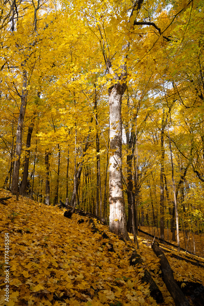 Fototapeta premium Forest filled with vibrant autumn leaves on trees