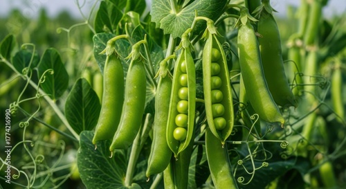 Lush green pea plants thriving in a garden, showcasing nature's bounty and fresh produce ready to