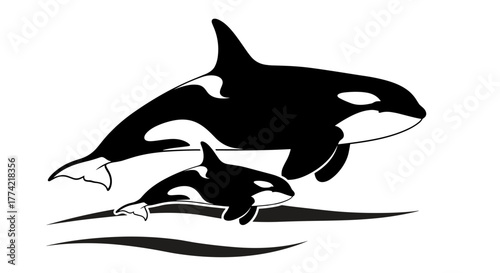 Adult and Baby Orca Whales Swimming Together Vector Illustration