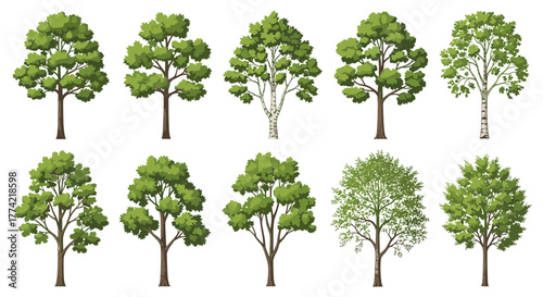 Set of 10 Diverse Deciduous and Evergreen Trees Vector Illustrations with Green Foliage