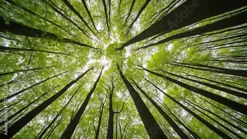 View of tall trees with green leaves forming a canopy overhead