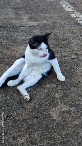 Canvas Print black and white wild cat licking its body sitting on the concrete with its legs