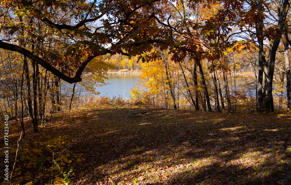 Fototapeta premium Vibrant autumn leaves on trees in a scenic landscape