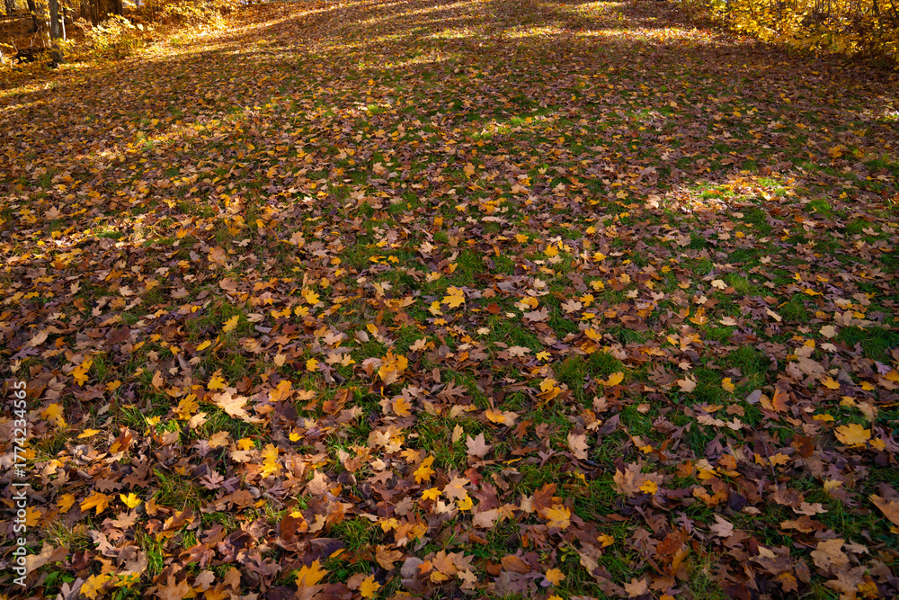 Obraz premium Colorful fall leaf lying on forest soil during autumn season