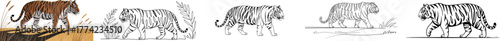 Illustration showing the artistic process of drawing a tiger, from a reference photo to the final sketch.