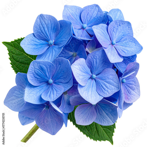 Azure Hydrangea: A close-up showcases a radiant cluster of azure hydrangea blossoms, each delicate petal exuding a serene beauty.