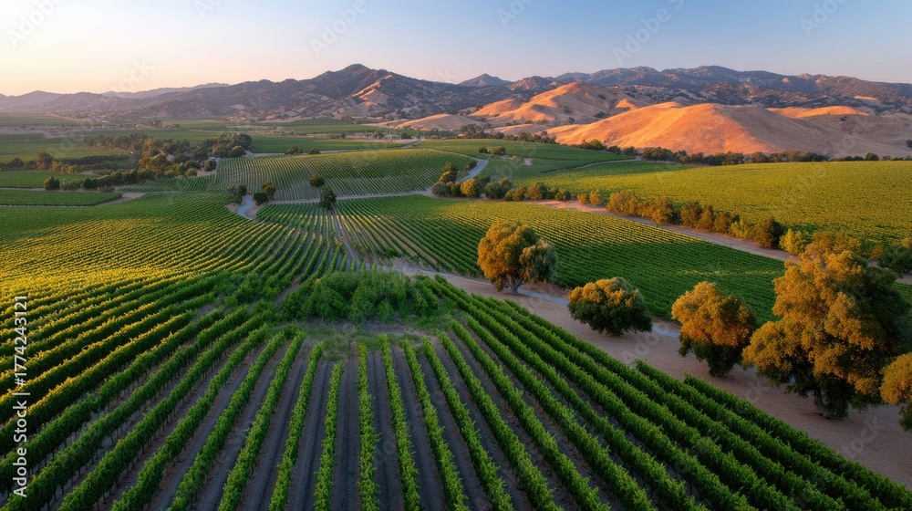 Fototapeta premium Lush Vineyard Landscape Under Golden Sunset with Rolling Hills and Majestic Mountains in the Distance, Capturing Nature's Beauty and Serenity