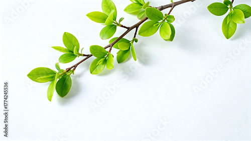 Wallpaper Mural Branch with green leaves on white background Torontodigital.ca