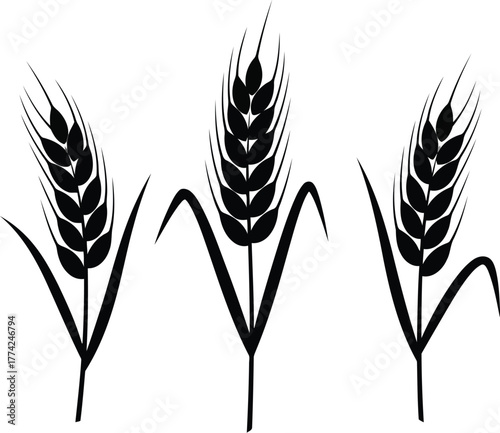Black wheat stalks silhouette organic agriculture icon