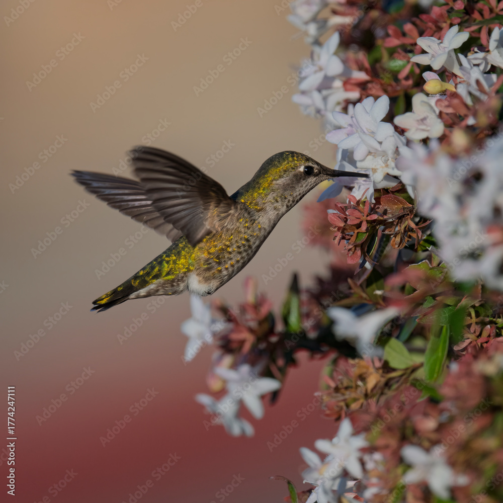 Fototapeta premium Anna’s Hummingbird Hovering Beside Blooming White and Pink Flowers
