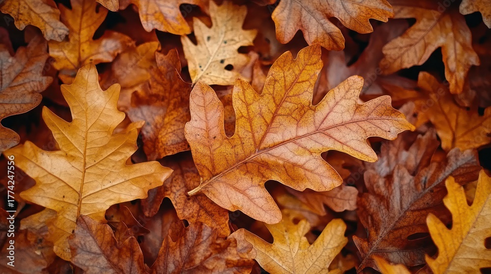 Fototapeta premium Autumn leaves, fallen, golden hues