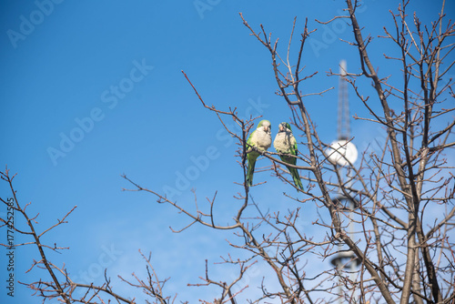 Fotomural Birds Perched on Tree Branches.
