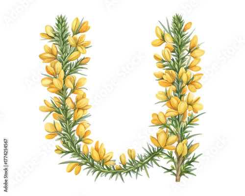 Botanical Alphabet U Watercolor Flower Letter vector illustration