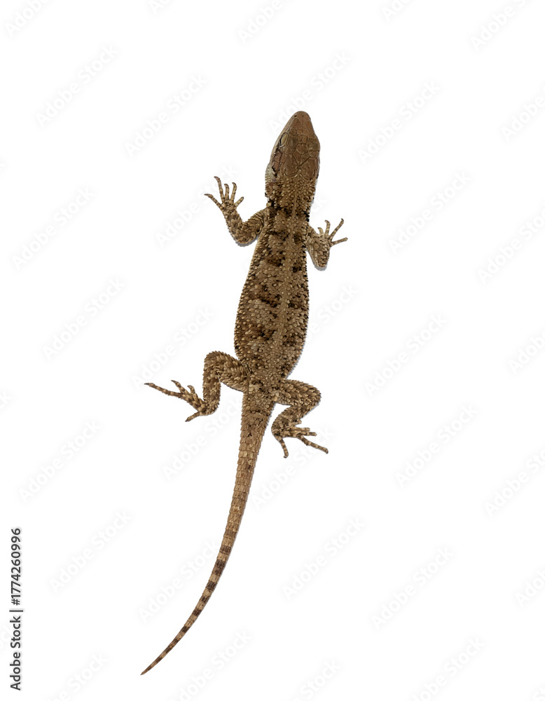 Naklejka premium An isolated top-down shot of a small brown lizard (or gecko) with a long tail and mottled skin, a reptile common in dry or desert environments, on a light gray background.