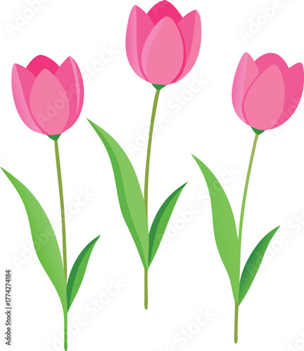 Three vibrant pink tulips with green stems and leaves illustration