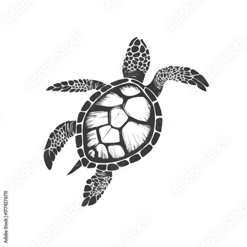 turtle vector illustration