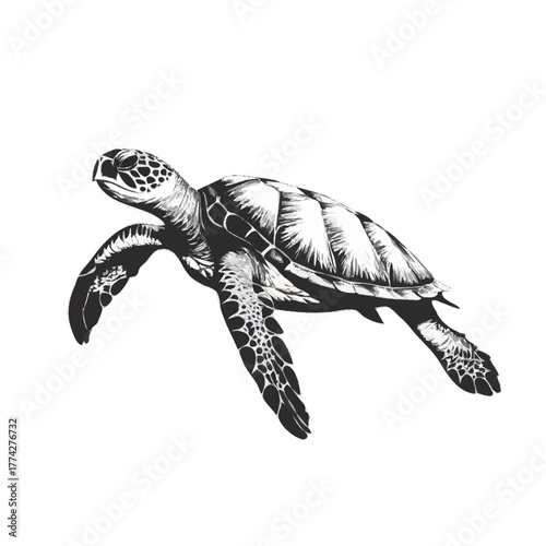 sea turtle vector illustration