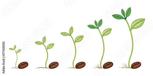 Vector illustration depicting the life cycle of a plant growing from a seed with green leaves and stem