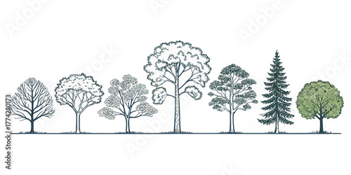 Vector illustration of seven different types of trees lined up in a row with varying shapes and sizes showing foliage