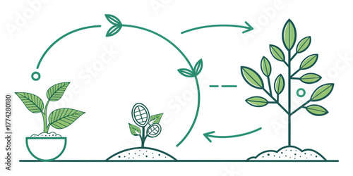 Vector illustration of a plant life cycle showing the stages of growth from seed to mature tree with arrows