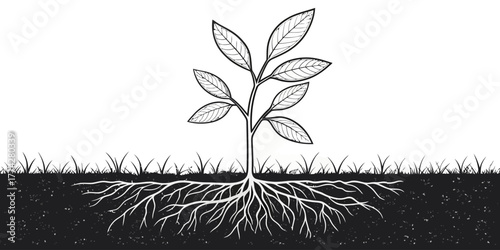 Vector illustration of a young plant with leaves and roots growing in the ground with grass above soil