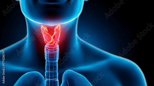 Understanding the Human Thyroid Gland and Its Functions in the Body's Metabolism