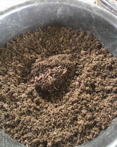 Earthworms in Organic Compost for Natural Fertilizer Production
