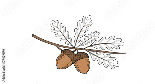 An illustration of an oak branch with several leaves and two ripe acorns, depicting the autumn season.
