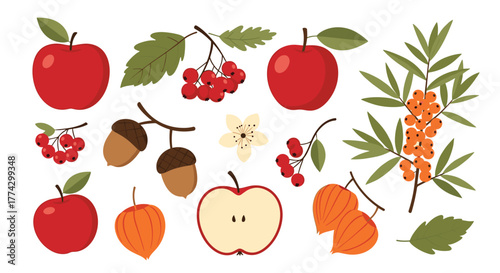 Collection of various autumn elements featuring red apples, rowan berries, sea buckthorn, acorns, and physalis plants.