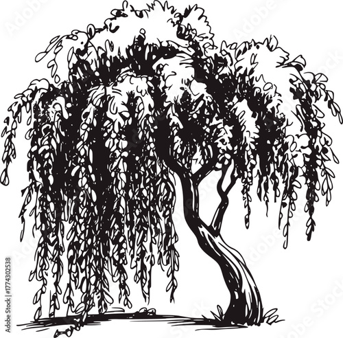 Weeping willow sketch tree black