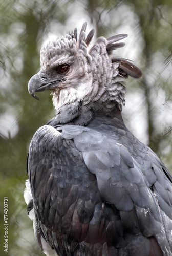 Majestic Harpy Eagle with Regal Crest