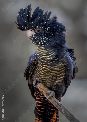 Exquisite Red-tailed Black Cockatoo with Spotted Crest
