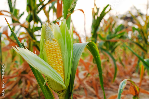 Ripe maize cobs in a lush green field during summer season.