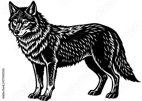 Gray Wolf — Intelligent Pack Hunter of the American Wilderness