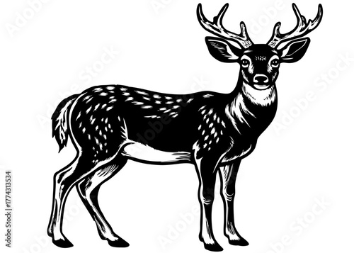 White-Tailed Deer — Graceful Forest Animal of North America