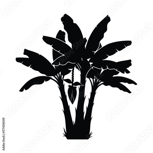 Black silhouette of three banana trees with large fanning leaves isolated on white background