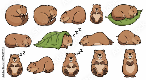 Sleeping groundhog in various poses