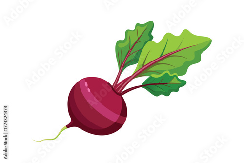 Fresh Whole Beetroot with Green Leaves Vector Illustration, Healthy Vegetable Food Icon