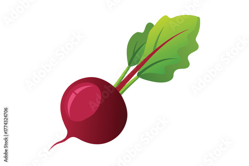 Freshly harvested radish vegetable with green leaves isolated on white background