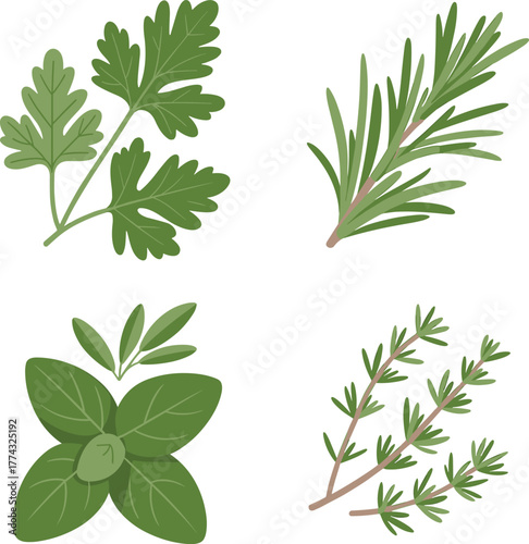 Vector Set of Culinary Herbs: Fresh Basil, Rosemary, Thyme, and Parsley